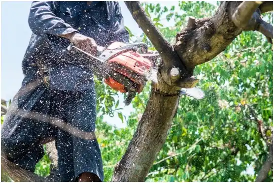 tree services Florida